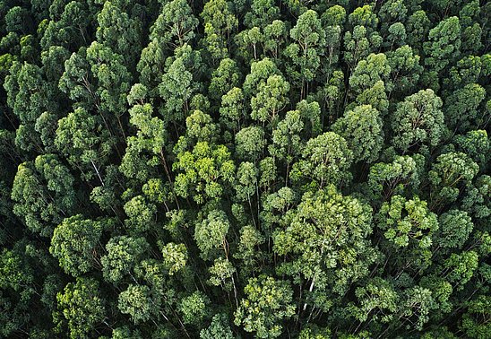 Overhead aerial shot of thick forest